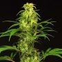 Spicy Bitch Regular Marijuana Strain by Exotic Seeds For Sale Online at Cannabis Seeds Outlet