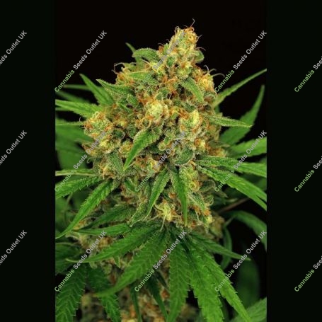 Tangerine Kush Regular Marijuana Strain by Exotic Seeds For Sale Online at Cannabis Seeds Outlet