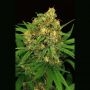Tangerine Kush Regular Marijuana Strain by Exotic Seeds For Sale Online at Cannabis Seeds Outlet