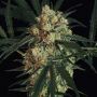 Triple A Automatic Female Exotic Cannabis Seeds