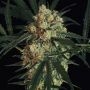 Triple A Automatic Feminized Marijuana Strain by Exotic Seeds For Sale Online at Cannabis Seeds Outlet