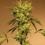 White Jewel Reg Exotic Cannabis Seeds