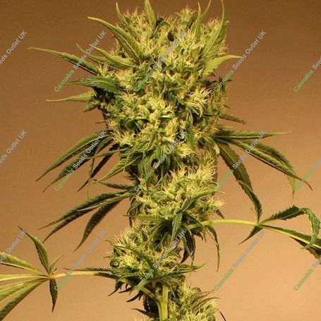 White Jewel Regular Marijuana Strain by Exotic Seeds For Sale Online at Cannabis Seeds Outlet