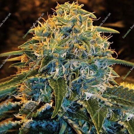 Z&Z Feminized Marijuana Strain by Exotic Seeds For Sale Online at Cannabis Seeds Outlet