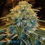 Z&Z Feminized Marijuana Strain by Exotic Seeds For Sale Online at Cannabis Seeds Outlet