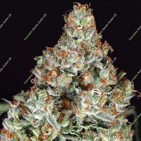 Zkittalicious Feminized Marijuana Strain by Exotic Seeds For Sale Online at Cannabis Seeds Outlet