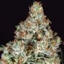 Zkittalicious Feminized Marijuana Strain by Exotic Seeds For Sale Online at Cannabis Seeds Outlet