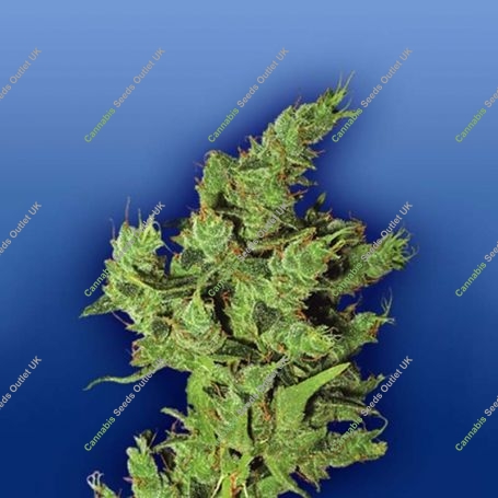 Amsterdam Mist Feminized Marijuana Strain by Flying Dutchmen For Sale Online at Cannabis Seeds Outlet