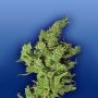 Amsterdam Mist Feminized Marijuana Strain by Flying Dutchmen For Sale Online at Cannabis Seeds Outlet