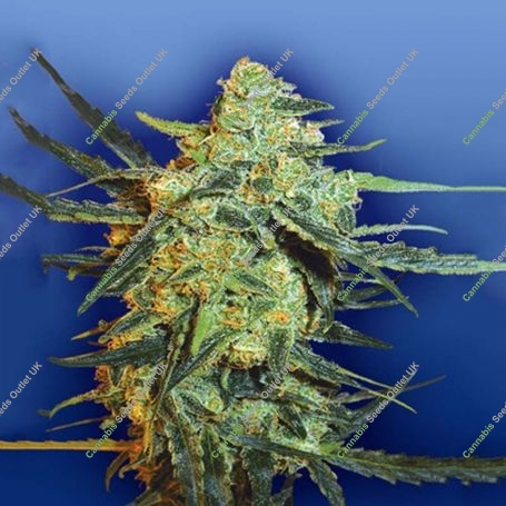 Blueberry Skunk Feminized Marijuana Strain by Flying Dutchmen For Sale Online at Cannabis Seeds Outlet