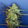 Blueberry Skunk Feminized Marijuana Strain by Flying Dutchmen For Sale Online at Cannabis Seeds Outlet