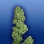 Dame Blanche Feminized Marijuana Strain by Flying Dutchmen For Sale Online at Cannabis Seeds Outlet