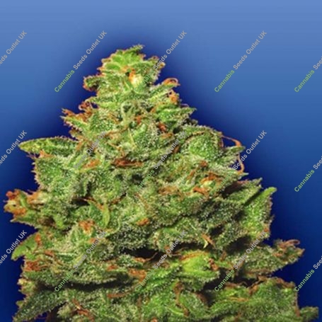 Edelweiss Feminized Marijuana Strain by Flying Dutchmen For Sale Online at Cannabis Seeds Outlet