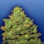 Edelweiss Feminized Marijuana Strain by Flying Dutchmen For Sale Online at Cannabis Seeds Outlet