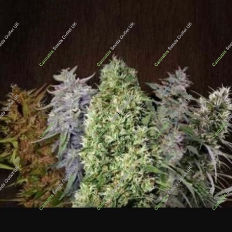 FEM Mix Feminized Marijuana Strain by Flying Dutchmen For Sale Online at Cannabis Seeds Outlet