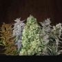 FEM Mix Feminized Marijuana Strain by Flying Dutchmen For Sale Online at Cannabis Seeds Outlet