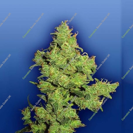 Flying Dragon Feminized Marijuana Strain by Flying Dutchmen For Sale Online at Cannabis Seeds Outlet