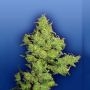 Flying Dragon Feminized Marijuana Strain by Flying Dutchmen For Sale Online at Cannabis Seeds Outlet