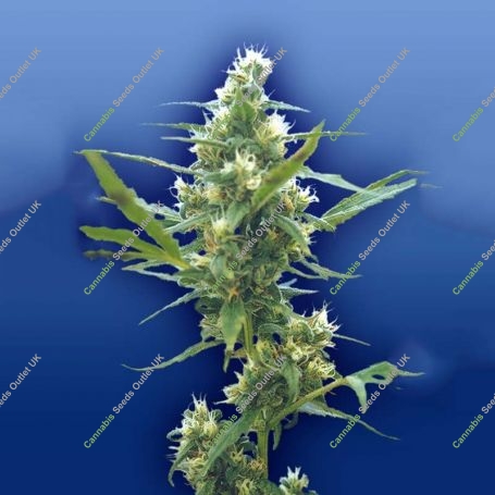 Fuma Con Dios Regular Marijuana Strain by Flying Dutchmen For Sale Online at Cannabis Seeds Outlet