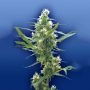 Fuma Con Dios Regular Marijuana Strain by Flying Dutchmen For Sale Online at Cannabis Seeds Outlet