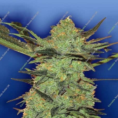 G Force Feminized Marijuana Strain by Flying Dutchmen For Sale Online at Cannabis Seeds Outlet