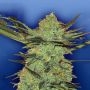 G Force Feminized Marijuana Strain by Flying Dutchmen For Sale Online at Cannabis Seeds Outlet