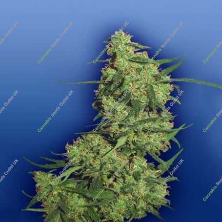 Nepal Kush Feminized Marijuana Strain by Flying Dutchmen For Sale Online at Cannabis Seeds Outlet