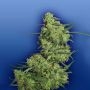 Nepal Kush Feminized Marijuana Strain by Flying Dutchmen For Sale Online at Cannabis Seeds Outlet