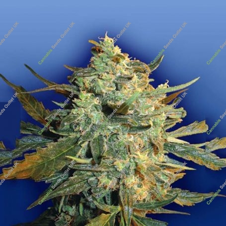 Power Skunk Feminized Marijuana Strain by Flying Dutchmen For Sale Online at Cannabis Seeds Outlet