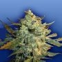 Power Skunk Feminized Marijuana Strain by Flying Dutchmen For Sale Online at Cannabis Seeds Outlet