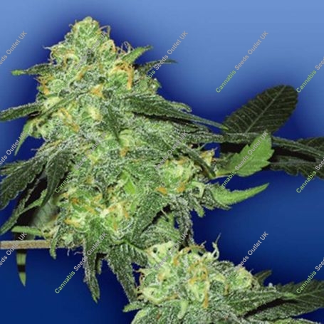 Skunk Classic Feminized Marijuana Strain by Flying Dutchmen For Sale Online at Cannabis Seeds Outlet