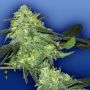 Skunk Classic Feminized Marijuana Strain by Flying Dutchmen For Sale Online at Cannabis Seeds Outlet