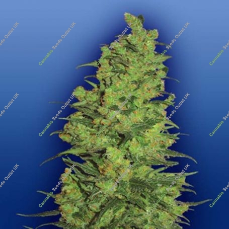 Temple Haze Feminized Marijuana Strain by Flying Dutchmen For Sale Online at Cannabis Seeds Outlet