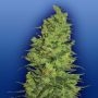 Temple Haze Feminized Marijuana Strain by Flying Dutchmen For Sale Online at Cannabis Seeds Outlet