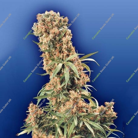 The Pure Regular Marijuana Strain by Flying Dutchmen For Sale Online at Cannabis Seeds Outlet