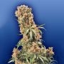 The Pure Regular Marijuana Strain by Flying Dutchmen For Sale Online at Cannabis Seeds Outlet