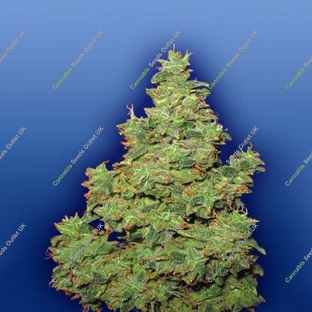 Voyager Feminized Marijuana Strain by Flying Dutchmen For Sale Online at Cannabis Seeds Outlet