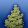 Voyager Feminized Marijuana Strain by Flying Dutchmen For Sale Online at Cannabis Seeds Outlet