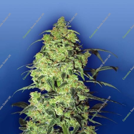 White Widow Feminized Marijuana Strain by Flying Dutchmen For Sale Online at Cannabis Seeds Outlet