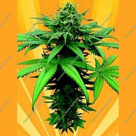 A Little Kushy Auto Regular Marijuana Strain by Freedom of Seeds For Sale Online at Cannabis Seeds Outlet