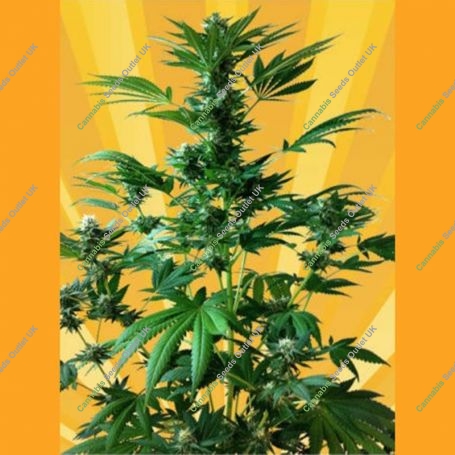 Big Domina Auto Feminized Marijuana Strain by Freedom of Seeds For Sale Online at Cannabis Seeds Outlet