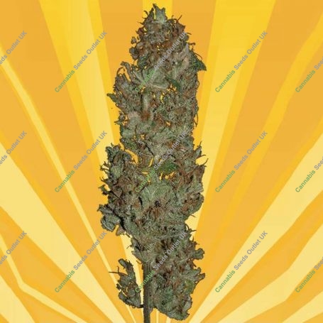 Blue Angel Regular Marijuana Strain by Freedom of Seeds For Sale Online at Cannabis Seeds Outlet