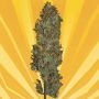 Blue Angel Regular Marijuana Strain by Freedom of Seeds For Sale Online at Cannabis Seeds Outlet