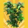 Chunky Skunk Feminized Marijuana Strain by Freedom of Seeds For Sale Online at Cannabis Seeds Outlet