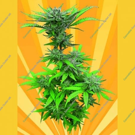Crystal Dwarf Auto Regular Marijuana Strain by Freedom of Seeds For Sale Online at Cannabis Seeds Outlet