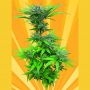 Crystal Dwarf Auto Regular Marijuana Strain by Freedom of Seeds For Sale Online at Cannabis Seeds Outlet