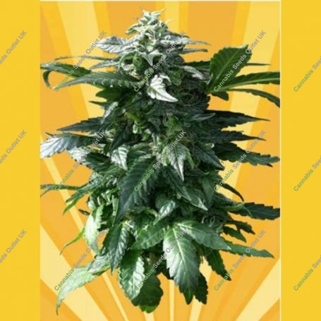 Diesel Devil Auto Feminized Marijuana Strain by Freedom of Seeds For Sale Online at Cannabis Seeds Outlet