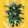 Diesel Devil Auto Feminized Marijuana Strain by Freedom of Seeds For Sale Online at Cannabis Seeds Outlet