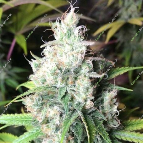 Dieselicious Regular Marijuana Strain by Freedom of Seeds For Sale Online at Cannabis Seeds Outlet