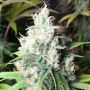 Dieselicious Regular Marijuana Strain by Freedom of Seeds For Sale Online at Cannabis Seeds Outlet